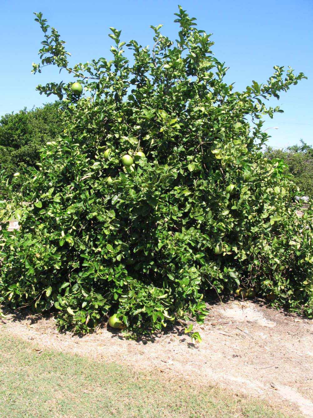            Habit (Winter Haven, FL)   